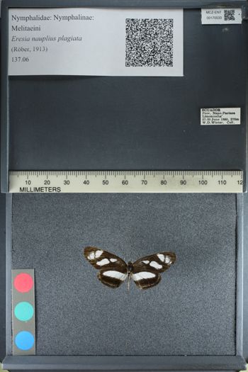 Media type: image;   Entomology 170533